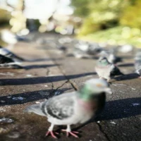 Pigeon Guano Cleaning 1
